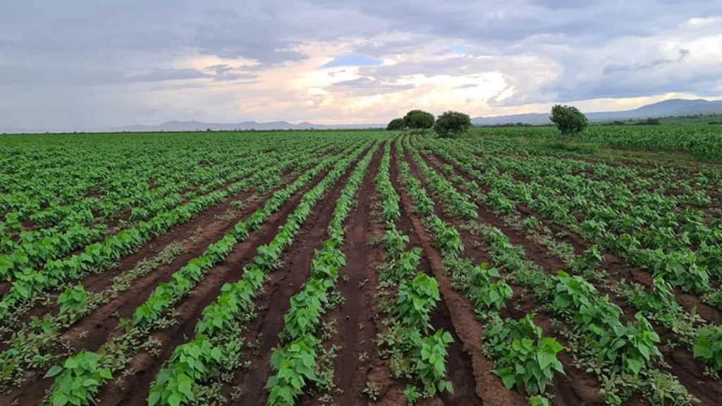 Angola e o Potencial Agrícola: 35 Milhões de Hectares de Terras Aráveis, Mas Apenas 6 Milhões Cultivados